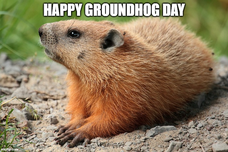 Happy Groundhog Day | HAPPY GROUNDHOG DAY | image tagged in groundhog,memes,funny memes,funny,funny meme,so true memes | made w/ Imgflip meme maker