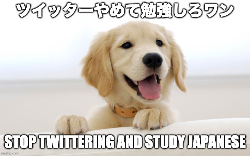 Study Japanese | ツイッターやめて勉強しろワン; STOP TWITTERING AND STUDY JAPANESE | image tagged in cute dog idiot | made w/ Imgflip meme maker