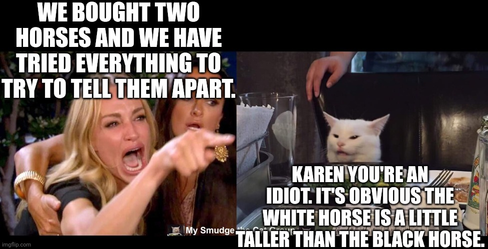 WE BOUGHT TWO HORSES AND WE HAVE TRIED EVERYTHING TO TRY TO TELL THEM APART. KAREN YOU'RE AN IDIOT. IT'S OBVIOUS THE WHITE HORSE IS A LITTLE TALLER THAN THE BLACK HORSE. | image tagged in smudge the cat | made w/ Imgflip meme maker