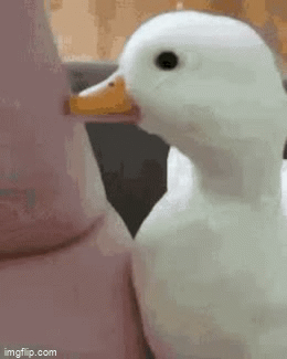 Smiling duck - Imgflip