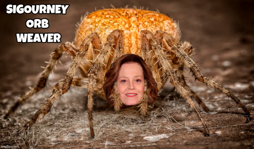 image tagged in spider,orb weaver,arachnid,sigourney weaver,actress,araneae | made w/ Imgflip meme maker