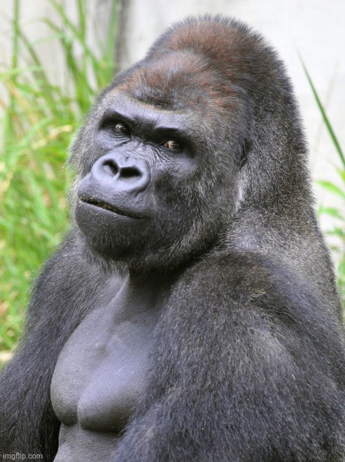 Hot Gorilla  | image tagged in hot gorilla | made w/ Imgflip meme maker