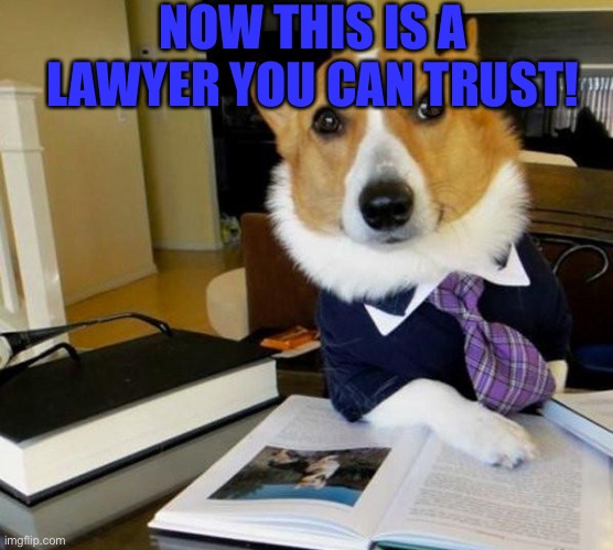 I’d trust him! | NOW THIS IS A LAWYER YOU CAN TRUST! | image tagged in lawyer corgi dog | made w/ Imgflip meme maker