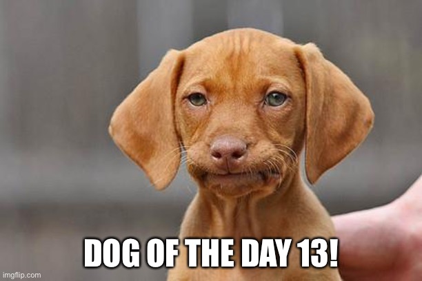 Dissapointed puppy | DOG OF THE DAY 13! | image tagged in dissapointed puppy | made w/ Imgflip meme maker