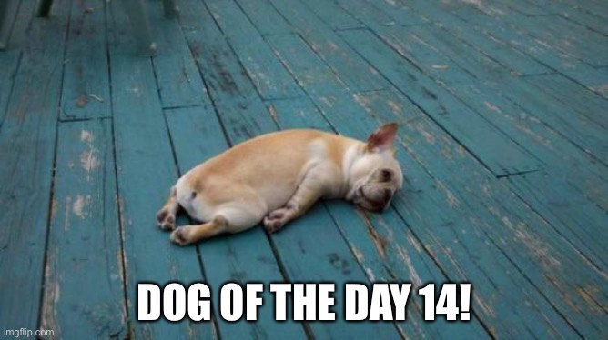 tired dog | DOG OF THE DAY 14! | image tagged in tired dog | made w/ Imgflip meme maker