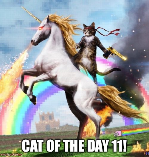 2013 in a nutshell | CAT OF THE DAY 11! | image tagged in memes,welcome to the internets | made w/ Imgflip meme maker