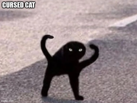 cursed cat | CURSED CAT | image tagged in cute,baby,cat | made w/ Imgflip meme maker