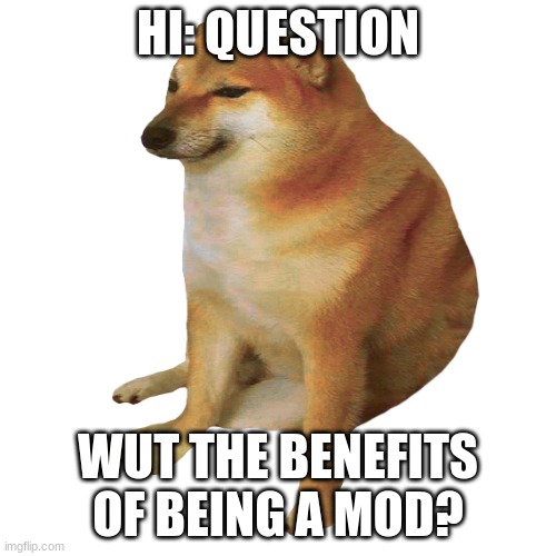 fr wut is | HI: QUESTION; WUT THE BENEFITS OF BEING A MOD? | image tagged in cheems,question,for real,oh wow are you actually reading these tags,stop reading the tags | made w/ Imgflip meme maker