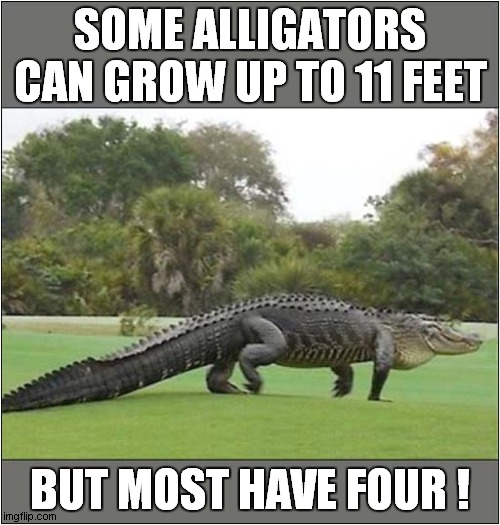 Super Nature ! | SOME ALLIGATORS CAN GROW UP TO 11 FEET; BUT MOST HAVE FOUR ! | image tagged in alligators,length,feet | made w/ Imgflip meme maker