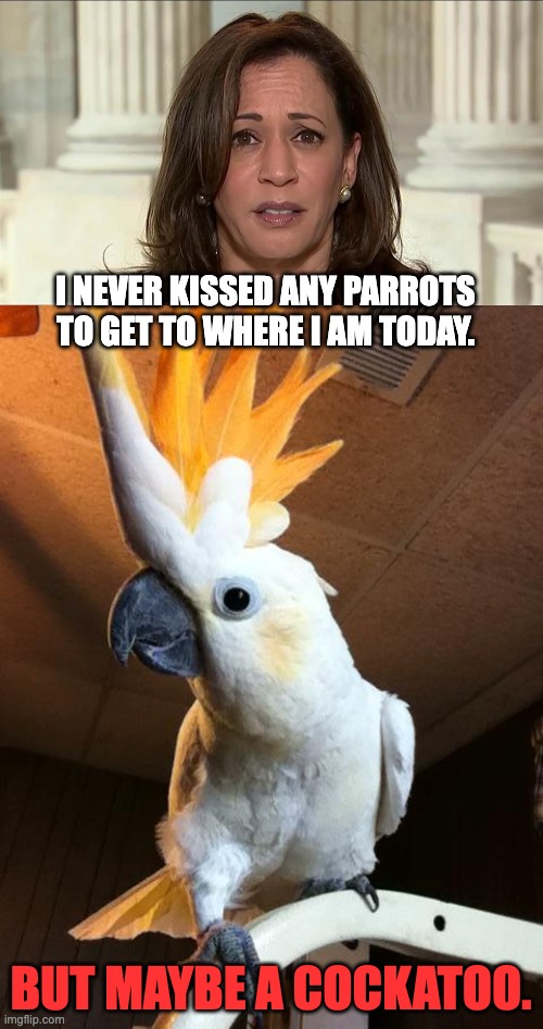 Kamala's resume | I NEVER KISSED ANY PARROTS TO GET TO WHERE I AM TODAY. BUT MAYBE A COCKATOO. | image tagged in kamala harris,cockatoo | made w/ Imgflip meme maker