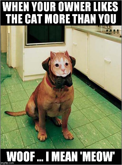 A Dog In Disguise ! | WHEN YOUR OWNER LIKES 
THE CAT MORE THAN YOU; WOOF ... I MEAN 'MEOW' | image tagged in dogs,cats,disguise | made w/ Imgflip meme maker