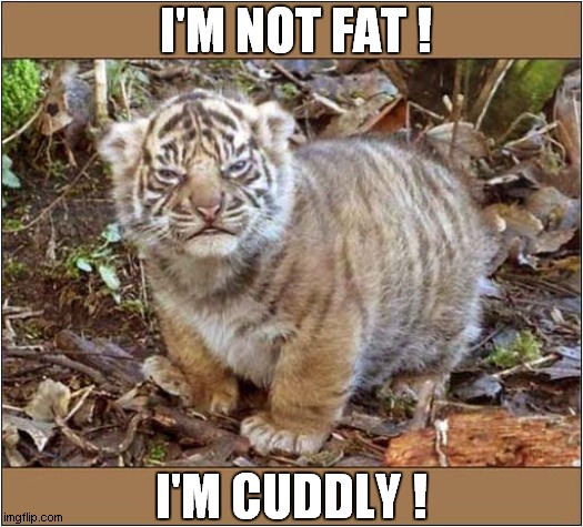 One Insistent Tiger Cub ! | I'M NOT FAT ! I'M CUDDLY ! | image tagged in cats,tigers,cubs,fat,cuddly | made w/ Imgflip meme maker