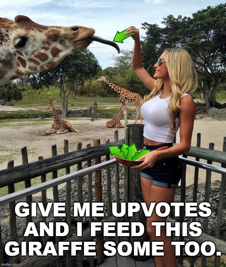 up votes | GIVE ME UPVOTES AND I FEED THIS GIRAFFE SOME TOO. | image tagged in up votes,upvote begging | made w/ Imgflip meme maker