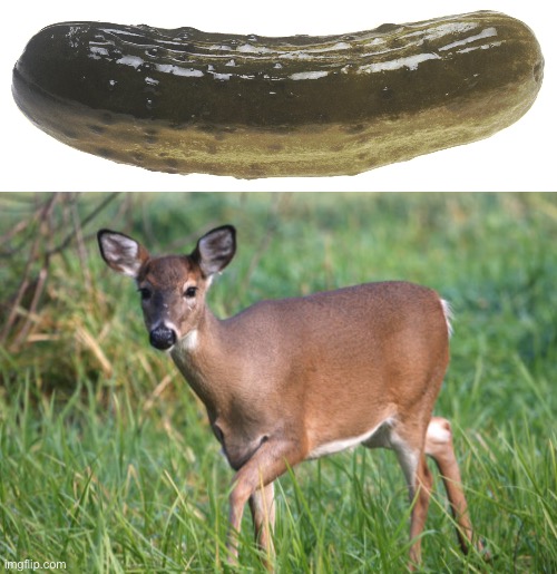 Deer pickle Imgflip
