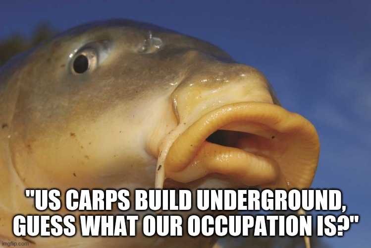 They work as a CARPenter... Get it? | "US CARPS BUILD UNDERGROUND, GUESS WHAT OUR OCCUPATION IS?" | image tagged in carp,lol,funny | made w/ Imgflip meme maker