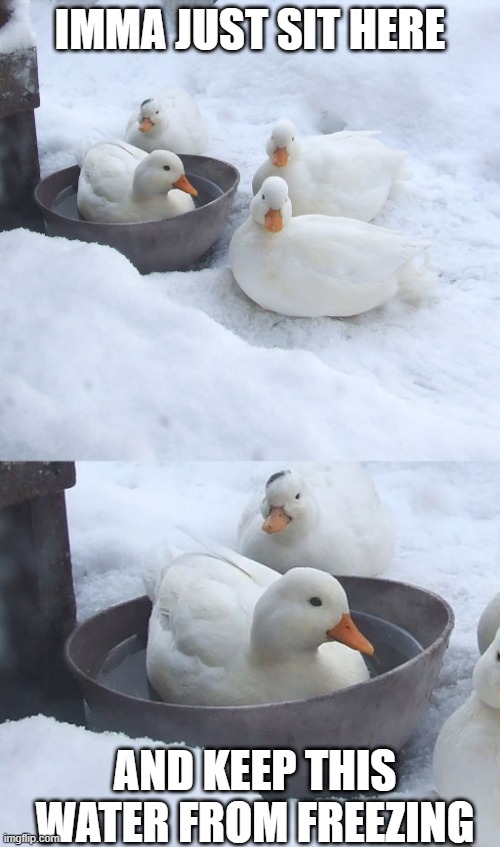 GOTTA HAVE SOME DRINKING WATER | IMMA JUST SIT HERE; AND KEEP THIS WATER FROM FREEZING | image tagged in ducks,winter,duck | made w/ Imgflip meme maker