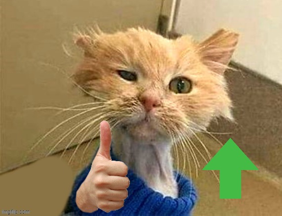 thumb cat | image tagged in thumb cat | made w/ Imgflip meme maker