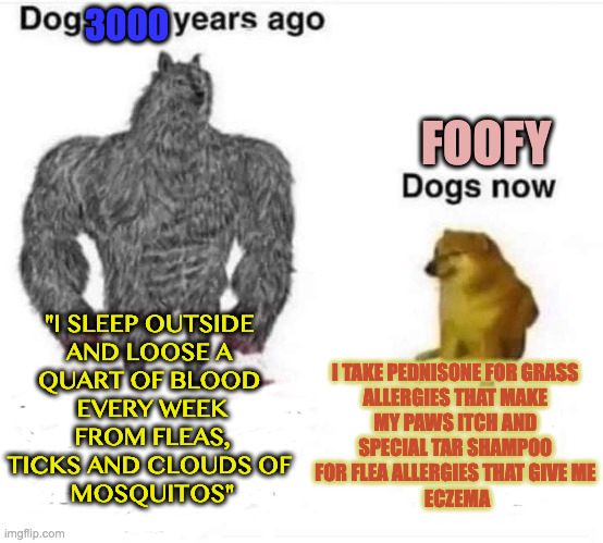 DOGGs | 3000; FOOFY; "I SLEEP OUTSIDE 
AND LOOSE A 
QUART OF BLOOD 
EVERY WEEK
 FROM FLEAS, 
TICKS AND CLOUDS OF 
MOSQUITOS"; I TAKE PEDNISONE FOR GRASS 
ALLERGIES THAT MAKE 
MY PAWS ITCH AND 
SPECIAL TAR SHAMPOO 
FOR FLEA ALLERGIES THAT GIVE ME 
ECZEMA | made w/ Imgflip meme maker