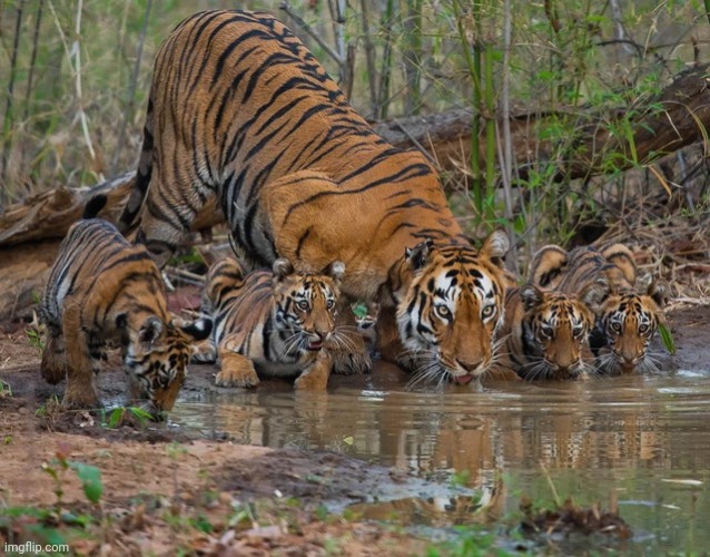 Taking a break | image tagged in tigers,holy water,beautiful nature | made w/ Imgflip meme maker