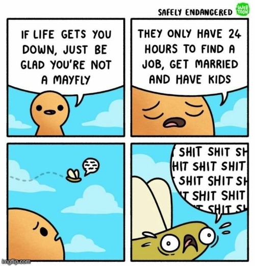 oh no, anyways | image tagged in comics/cartoons,mayfly,life,oh no | made w/ Imgflip meme maker