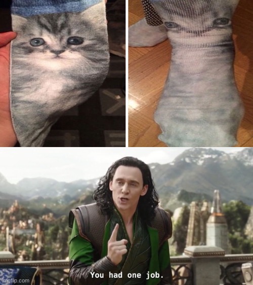 Kitten Socks... | image tagged in you had one job just the one | made w/ Imgflip meme maker