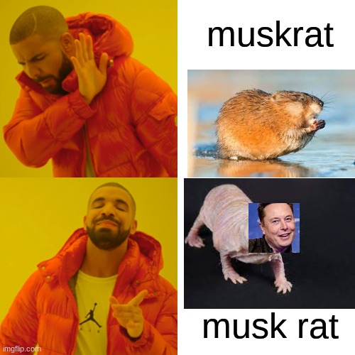 Drake Hotline Bling | muskrat; musk rat | image tagged in memes,drake hotline bling | made w/ Imgflip meme maker