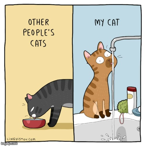 A Cat's Way Of Thinking | image tagged in memes,comics,cats,water,bowl,sink | made w/ Imgflip meme maker