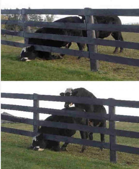 image tagged in funny,animals