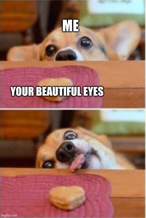 Must….have | ME; YOUR BEAUTIFUL EYES | image tagged in dog trying to reach cookie,wholesome | made w/ Imgflip meme maker
