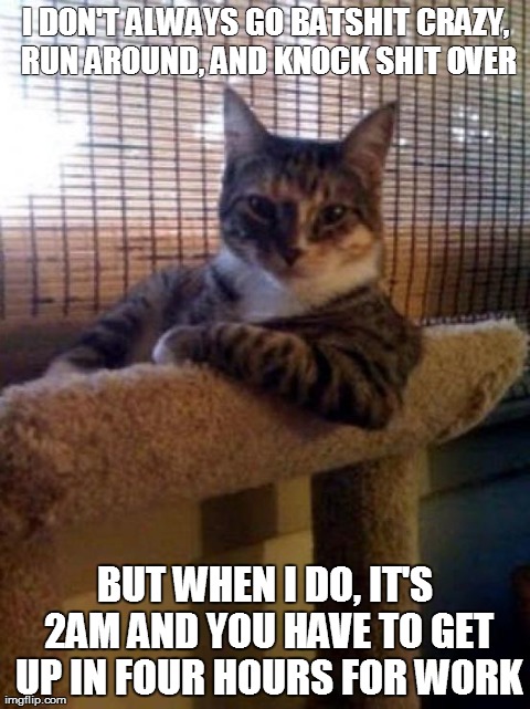 The Most Interesting Cat In The World | I DON'T ALWAYS GO BATSHIT CRAZY, RUN AROUND, AND KNOCK SHIT OVER BUT WHEN I DO, IT'S 2AM AND YOU HAVE TO GET UP IN FOUR HOURS FOR WORK | image tagged in memes,the most interesting cat in the world | made w/ Imgflip meme maker