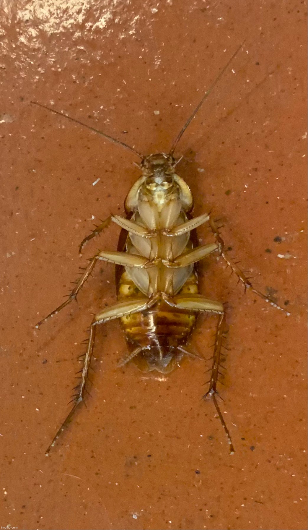 Cockroach got weird legs | made w/ Imgflip meme maker