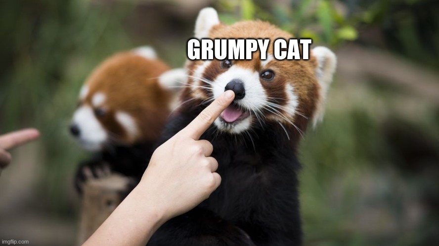 boop | GRUMPY CAT | image tagged in boop | made w/ Imgflip meme maker