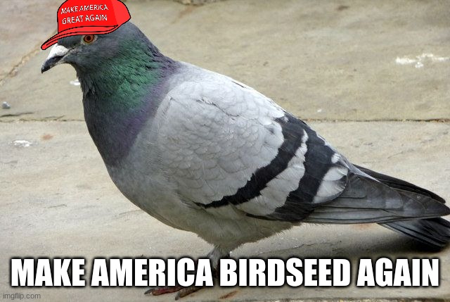 popular opinion pidgeon | MAKE AMERICA BIRDSEED AGAIN | image tagged in popular opinion pidgeon | made w/ Imgflip meme maker
