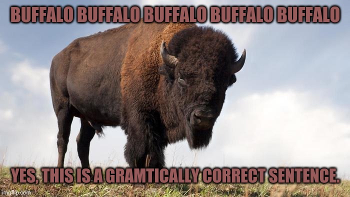 Buffalo | BUFFALO BUFFALO BUFFALO BUFFALO BUFFALO; YES, THIS IS A GRAMTICALLY CORRECT SENTENCE. | image tagged in buffalo | made w/ Imgflip meme maker