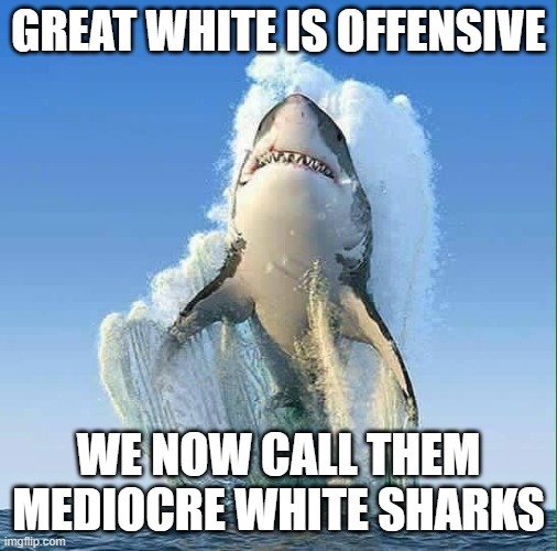 Offensive White Shark | GREAT WHITE IS OFFENSIVE; WE NOW CALL THEM MEDIOCRE WHITE SHARKS | image tagged in great white shark | made w/ Imgflip meme maker