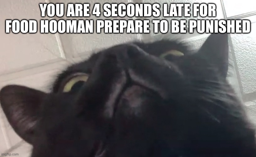 When you just want to sleep in | YOU ARE 4 SECONDS LATE FOR FOOD HOOMAN PREPARE TO BE PUNISHED | image tagged in cat look down on u | made w/ Imgflip meme maker