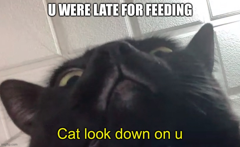 Late for fedding | U WERE LATE FOR FEEDING; Cat look down on u | image tagged in cat look down on u | made w/ Imgflip meme maker