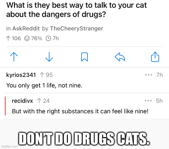 When your cat has had to much catnip | DON’T DO DRUGS CATS. | image tagged in funny cats | made w/ Imgflip meme maker