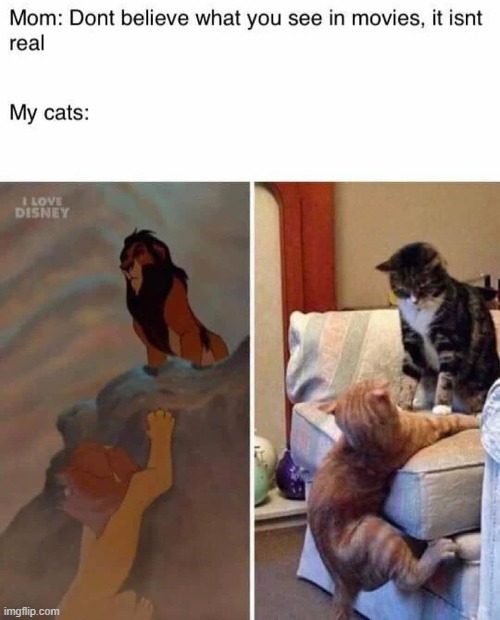** | image tagged in cats,lion king | made w/ Imgflip meme maker