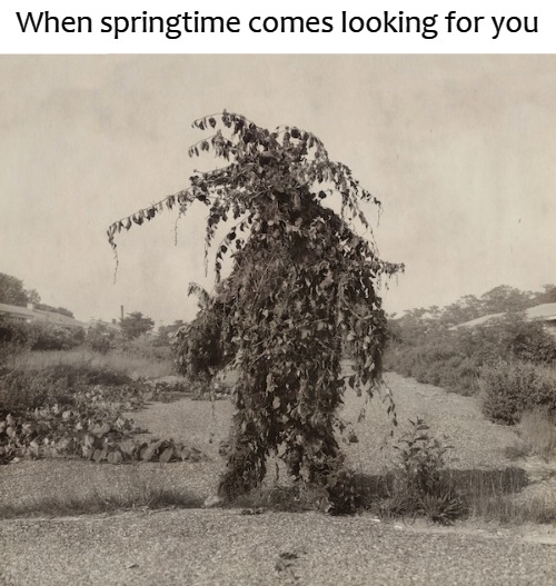 When springtime comes looking for you | image tagged in spring | made w/ Imgflip meme maker