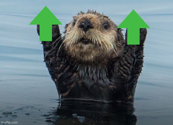 Hands up otter | image tagged in hands up otter | made w/ Imgflip meme maker