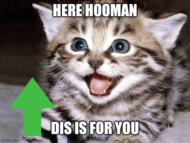 Cute Kitten Hopes | HERE HOOMAN; DIS IS FOR YOU | image tagged in cute kitten hopes | made w/ Imgflip meme maker