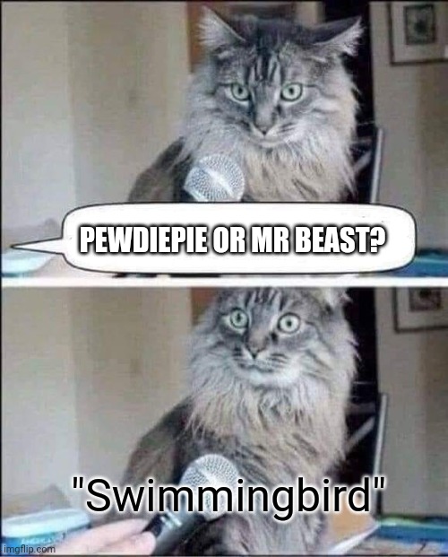 CAT SURPRISED BY INTERVIEW QUESTION MICROPHONE | PEWDIEPIE OR MR BEAST? "Swimmingbird" | image tagged in cat surprised by interview question microphone | made w/ Imgflip meme maker