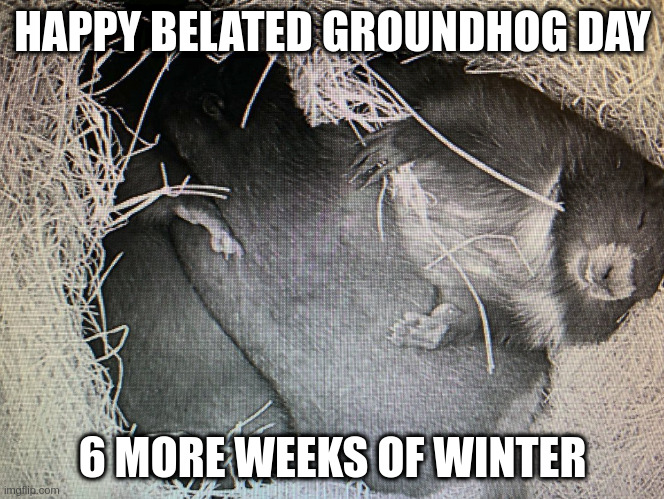 HAPPY BELATED GROUNDHOG DAY; 6 MORE WEEKS OF WINTER | image tagged in hog,groundhog day | made w/ Imgflip meme maker