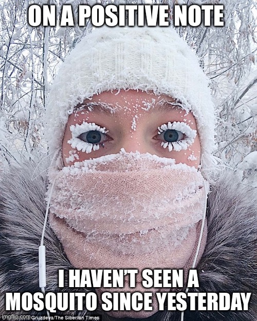 Frozen but no mosquitoes | ON A POSITIVE NOTE; I HAVEN’T SEEN A MOSQUITO SINCE YESTERDAY | image tagged in frozen,mosquitoes,winter,texas | made w/ Imgflip meme maker