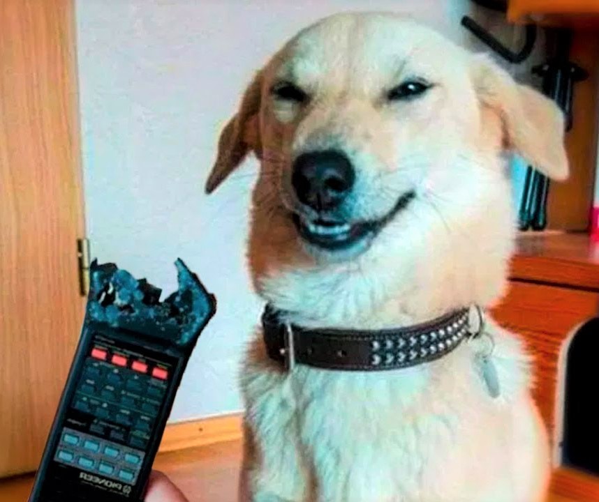 High Quality Evil doggo Blank Meme Template