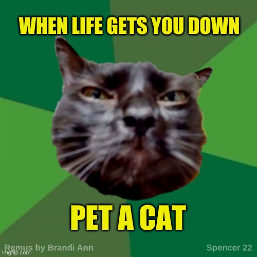 Remus |  WHEN LIFE GETS YOU DOWN; PET A CAT | image tagged in remus,cats,life,pets,cuddle,i love you | made w/ Imgflip meme maker