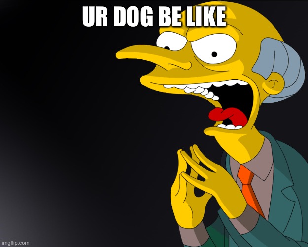 Mr Burns Muahahahaha | UR DOG BE LIKE | image tagged in mr burns muahahahaha | made w/ Imgflip meme maker