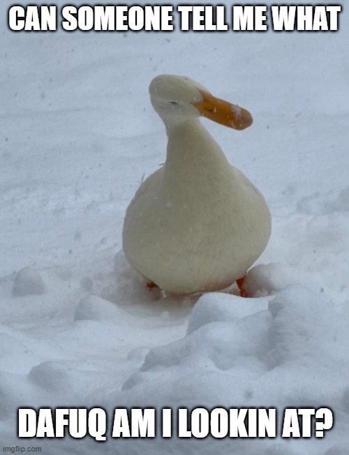 SUPPOSED TO HAVE FLOWN SOUTH SO YOU DIDNT HAVE TO SEE IT | CAN SOMEONE TELL ME WHAT; DAFUQ AM I LOOKIN AT? | image tagged in ducks,duck,snow,winter,dafuq | made w/ Imgflip meme maker
