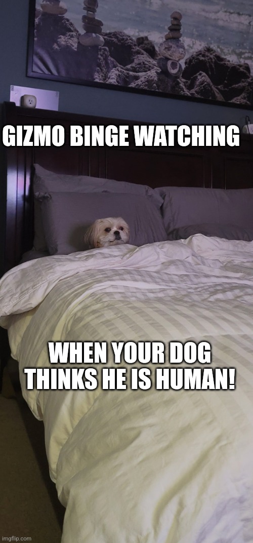 Human Dog Gizmo | GIZMO BINGE WATCHING; WHEN YOUR DOG THINKS HE IS HUMAN! | image tagged in gizmo | made w/ Imgflip meme maker